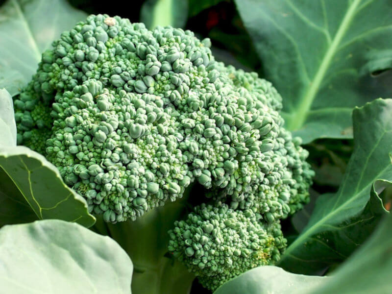 O brócolis pertence à família Brassicaceae, é originário do Mediterrâneo e é um alimento rico em nutrientes.