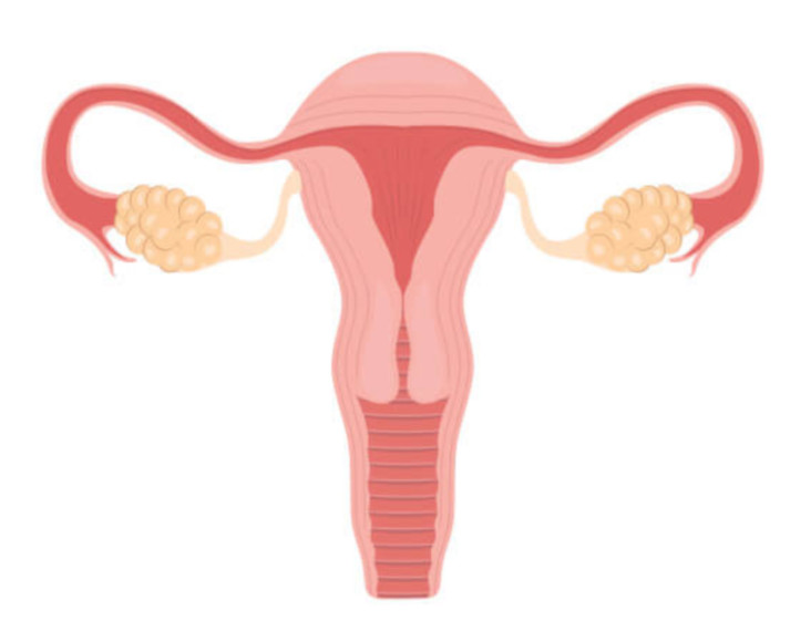 O útero é um órgão muscular pertencente ao sistema reprodutor feminino. Ele apresenta cerca de 7,5 cm de comprimento e 5 cm de largura.