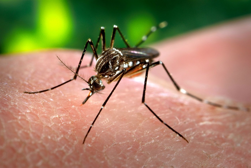 O Aedes aegypti é o mosquito transmissor da dengue em nosso país