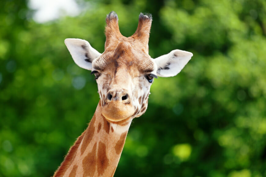 En las jirafas, el cuerno es un hueso separado, fusionado al frontal y cubierto de piel.