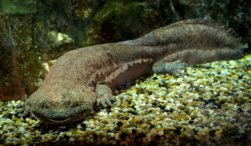 Embora a maioria das salamandras meÃ§a apenas alguns centÃ­metros, na China, elas podem chegar a um metro ou mais.