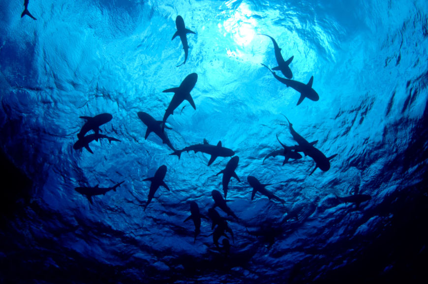 Os tubarões são peixes cartilaginosos e habitam os mais diversos ambientes oceânicos.