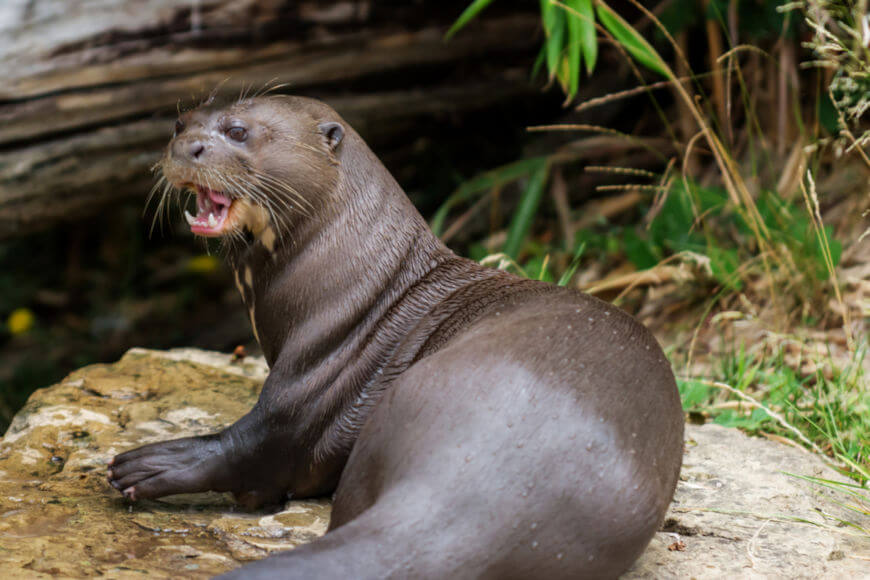 A ariranha ou lontra-gigante é um mamífero carnívoro de corpo alongado, pelagem densa e com várias adaptações à natação.