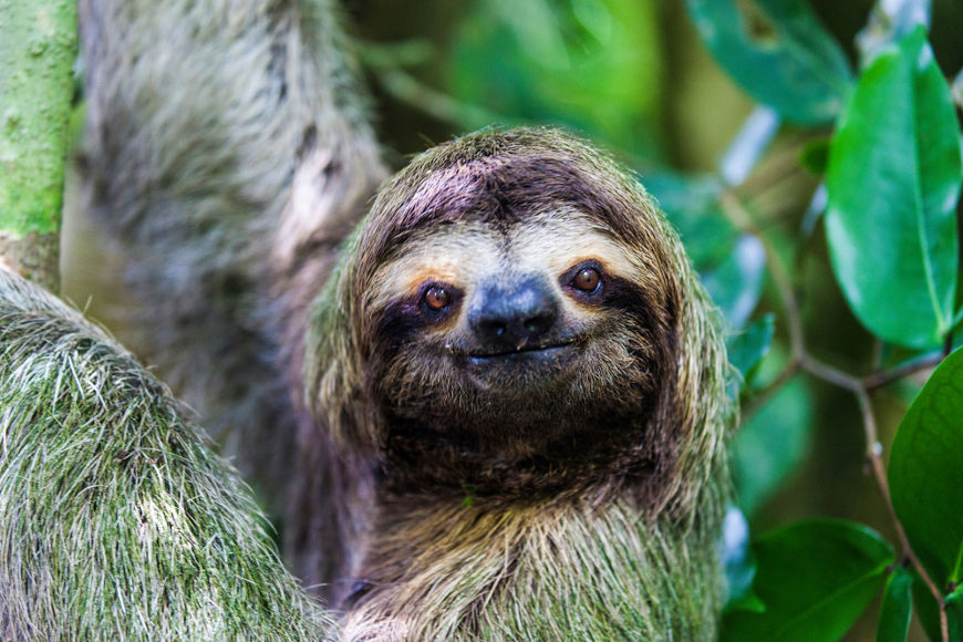 O bicho-preguiça é um mamífero pertencente à ordem Pilosa, a mesma do tamanduá, e a duas famílias diferentes, a Bradypodidae e Megalonychidae.