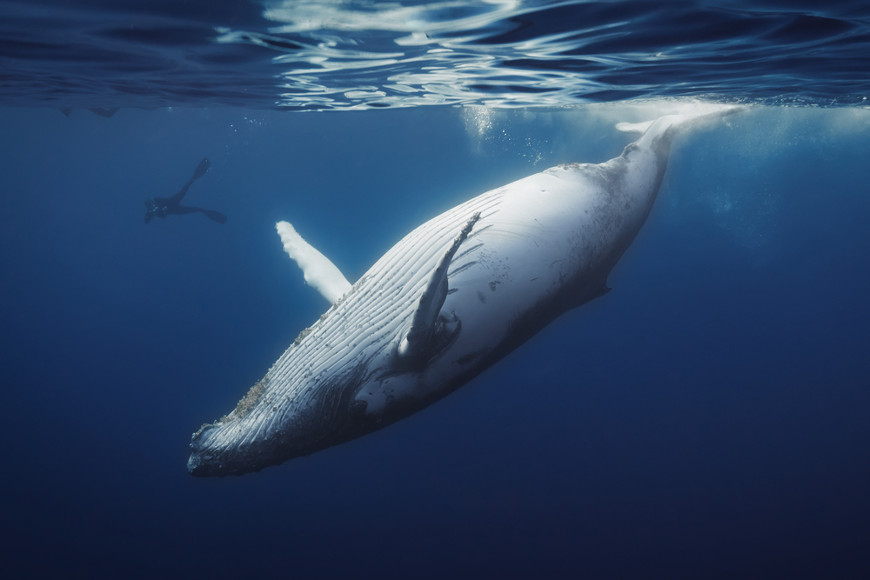 Las ballenas azules tienen pliegues en la región ventral que ayudan a acumular agua y comida.