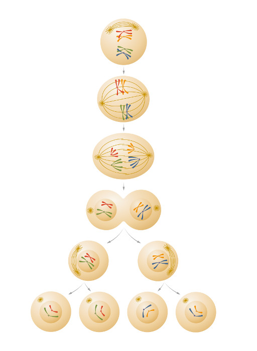 Meiose: resumo, fases e diferenças da mitose - Toda Matéria