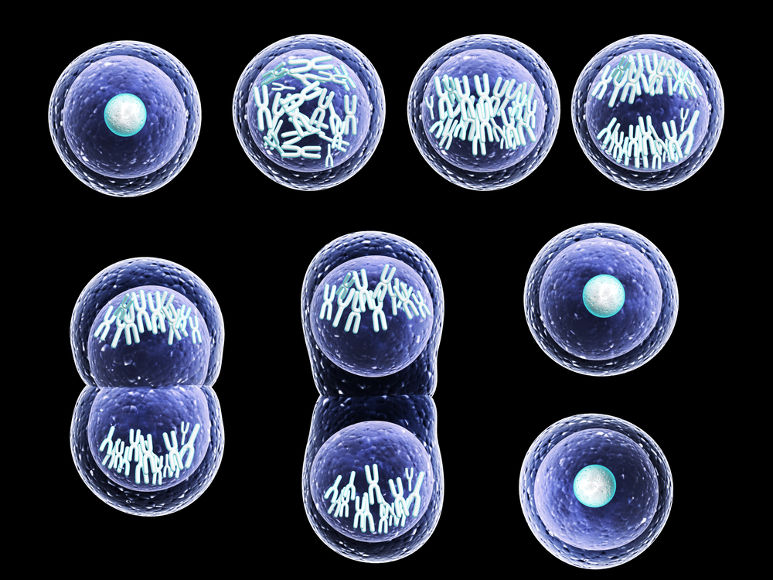 Al final de la mitosis, se habrán originado dos células hijas idénticas a la célula parental.