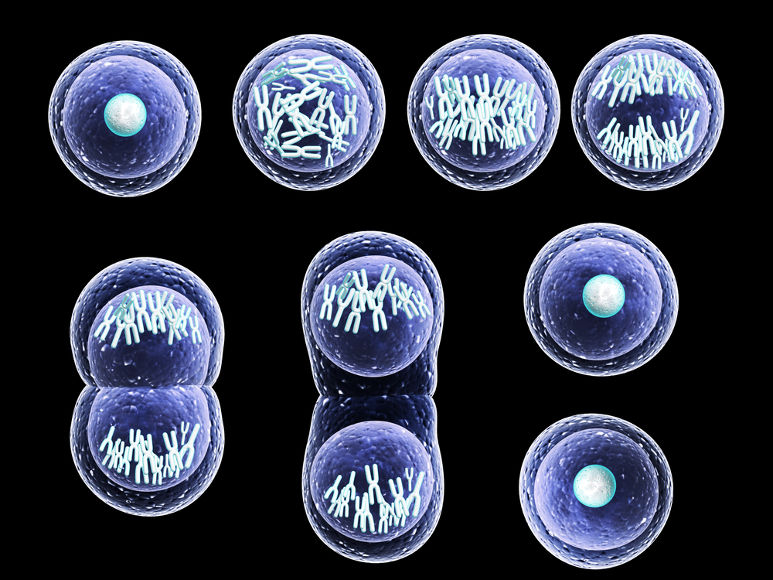 Meiose: definição, etapas, meiose X mitose, resumo - Biologia Net