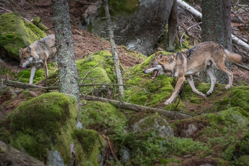 ApÃ³s polÃ­ticas de proteÃ§Ã£o, os lobos voltaram a ocupar diversas regiÃµes onde nÃ£o mais viviam.