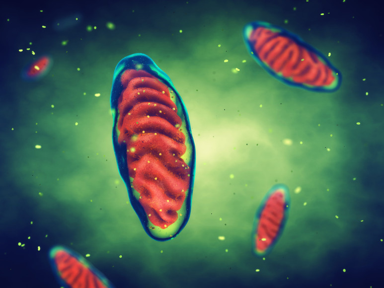 El proceso de respiración celular tiene lugar en orgánulos llamados mitocondrias.