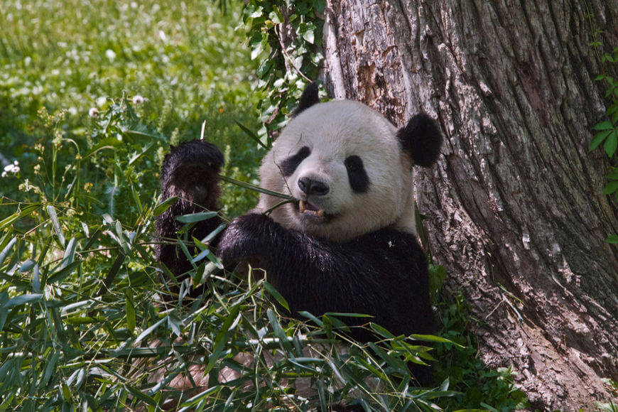 El panda gigante se diferencia de otros osos, entre otras características, por el hecho de que su alimento proviene principalmente de plantas.