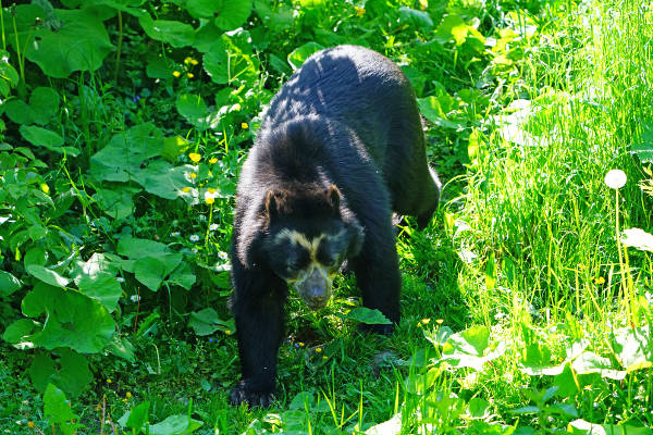 O urso-de-Ã³culos apresenta um padrÃ£o de coloraÃ§Ã£o diferente dos demais ursos, com manchas brancas que circundam os olhos e estendem-se pelo peitoral.