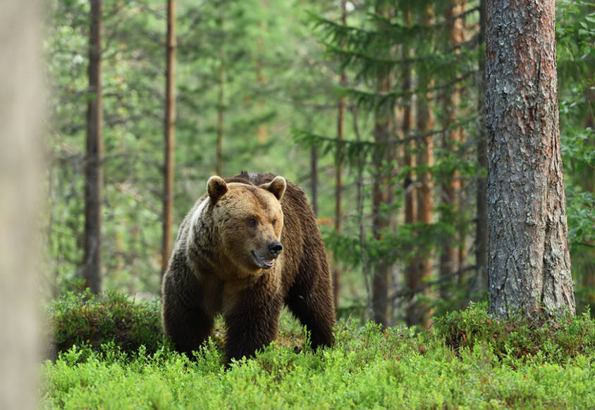 El oso pardo es una de las especies de osos más grandes, mide 3 my tiene una amplia distribución.