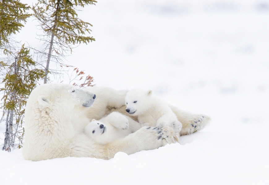 El oso polar habita las regiones heladas del Círculo Polar Ártico, y en su gestación la hembra puede dar lugar a dos cachorros.