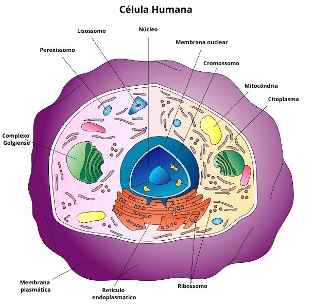 Ilustración de una célula animal y algunas de sus partes principales.