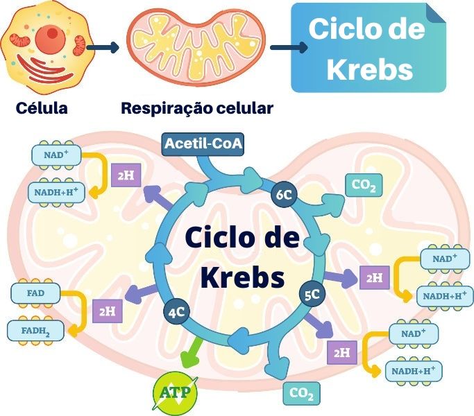 O ciclo de Krebs inicia-se com a entrada do acetil-CoA no ciclo, e cada uma de suas etapas Ã© catalizada por enzimas especÃ­ficas.