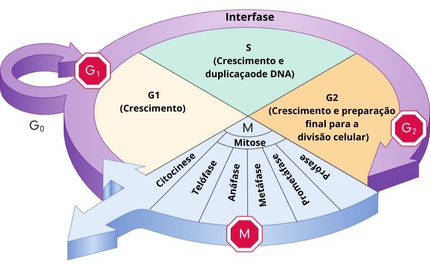 Mitose e Intérfase - Revisão de divisão celular - Biologia Enem