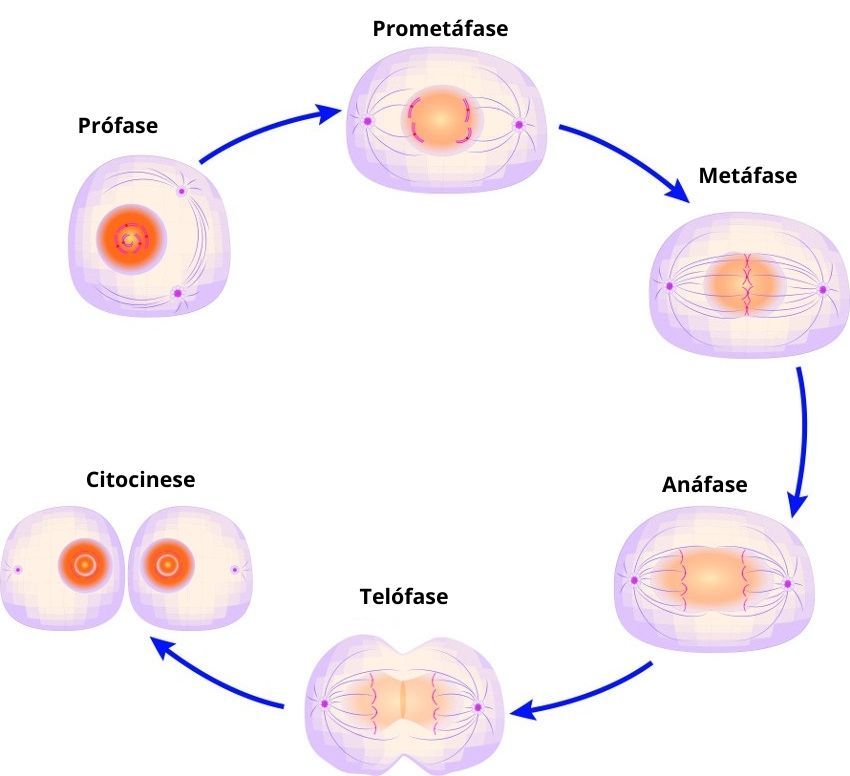 La mitosis es un tipo de división celular responsable de generar dos células hijas idénticas a la parental.