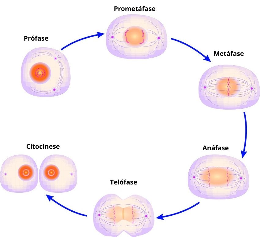 O que é interfase e as fases G1, S e G2 no ciclo celular - Toda Matéria