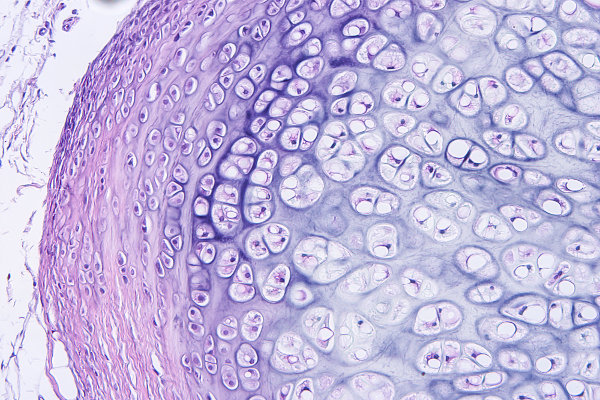 O tecido cartilaginoso Ã© constituÃ­do por dois tipos celulares e uma matriz.