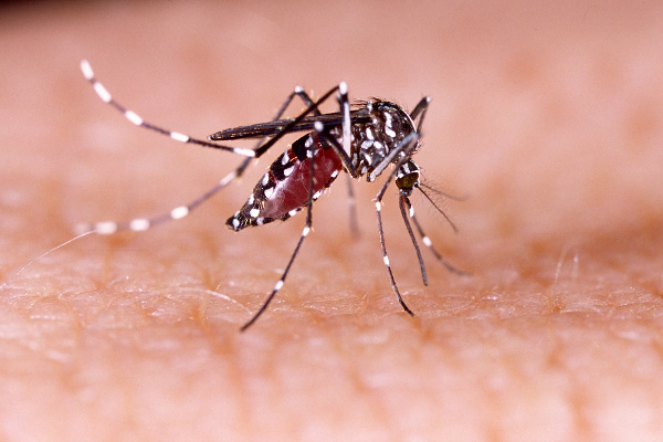 A dengue pode desencadear febre hemorrÃ¡gica e Ã© transmitida pela picada do mosquito Aedes aegypti contaminado.