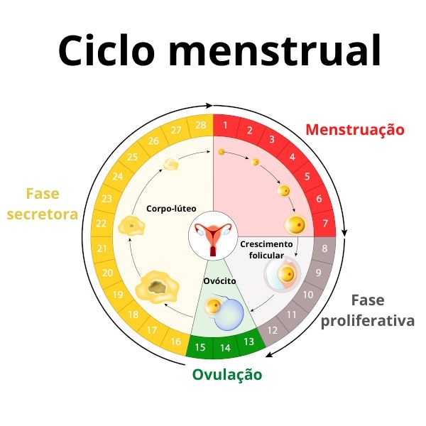 O ciclo menstrual pode ser dividido em fase proliferativa, secretora e menstrual.