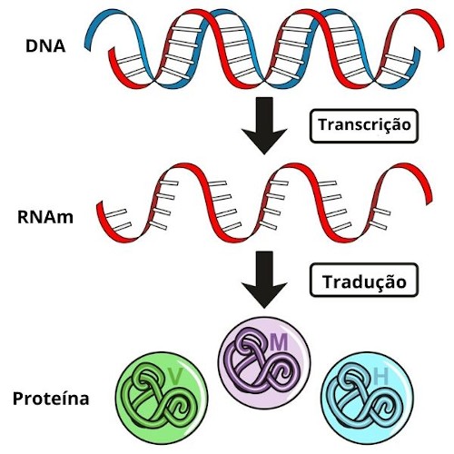 Na sÃ­ntese proteica, a informaÃ§Ã£o contida no DNA Ã© transcrita para o RNAm e, em seguida, traduzida numa sequÃªncia de aminoÃ¡cidos, formando a proteÃ­na.