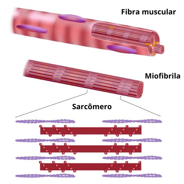 As fibras musculares esquelÃ©ticas sÃ£o constituÃ­das por miofibrilas, e estas, por sarcÃ´meros, unidades responsÃ¡veis pela contraÃ§Ã£o muscular.