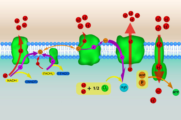 A fosforilaÃ§Ã£o oxidativa acontece por meio de dois processos, o transporte de elÃ©trons e a quimiosmose.