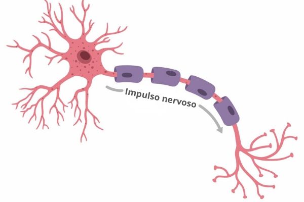 El impulso nervioso es una corriente eléctrica que viaja a través del axón como resultado del proceso de despolarización de la membrana.