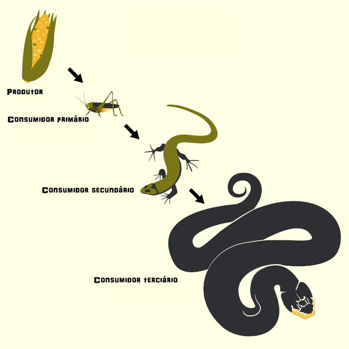 Uma cadeia alimentar Ã© constituÃ­da por organismos produtores, consumidores e decompositores.