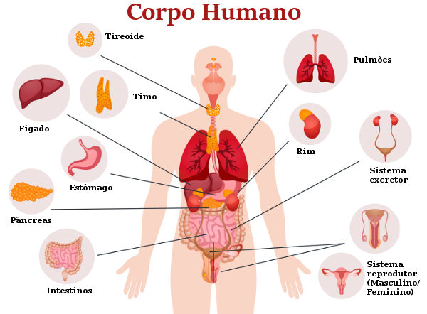 Órgãos do corpo humano lista dos principais Biologia Net