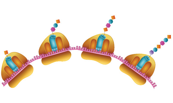 A associaÃ§Ã£o de ribossomos a uma molÃ©cula de RNAm forma os polirribossomos.