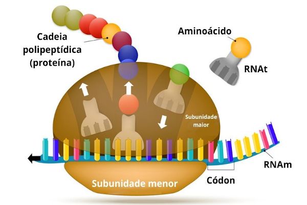 Na sÃ­ntese proteica, a informaÃ§Ã£o presente no RNAm serÃ¡ traduzida numa sequÃªncia de aminoÃ¡cidos, que darÃ¡ origem a um polipeptÃ­deo.
