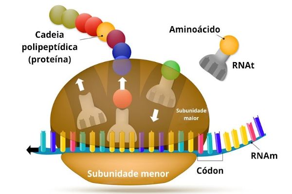 Camiseta Interior da síntese da proteína (biologia celular)