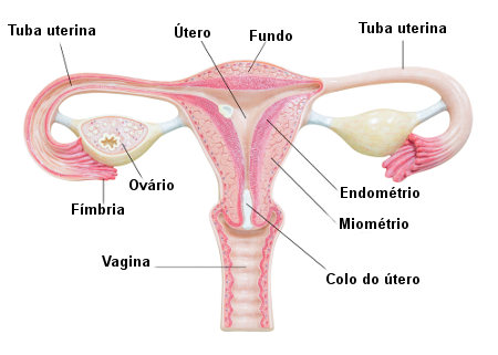 O sistema reprodutor feminino garante a formaÃ§Ã£o de gametas, a produÃ§Ã£o de hormÃ´nios e o desenvolvimento adequado do bebÃª.