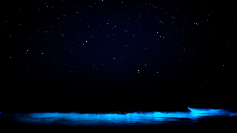 Las algas como Noctiluca scintillans, del filo Phyrrophyta, exhiben bioluminiscencia.