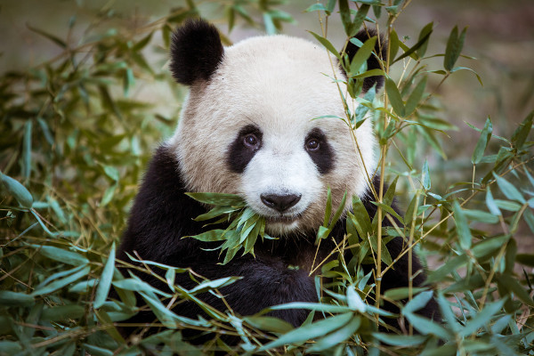 O urso panda pode chegar a comer 38 kg de bambu por dia.