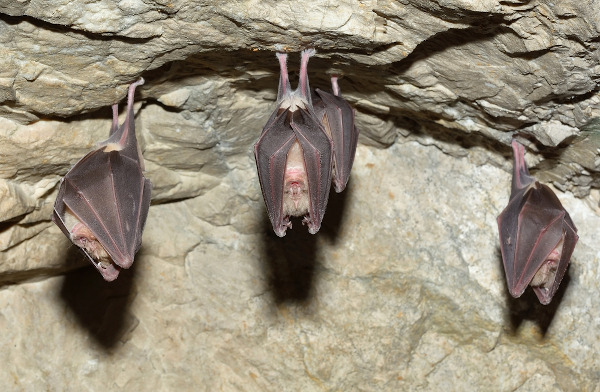 Los murciélagos se sujetan por las garras de sus extremidades traseras para colgar y dormir durante el día.