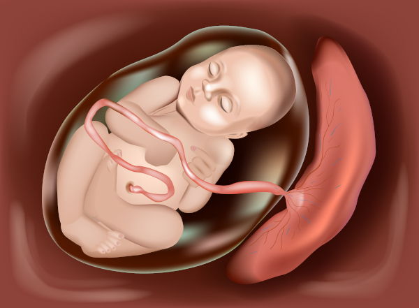 La placenta está presente en la mayoría de los mamíferos.