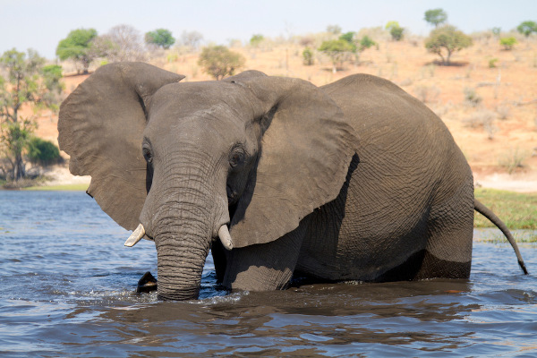 El elefante africano se encuentra en unos 37 países de África, habitando los entornos más diversos.