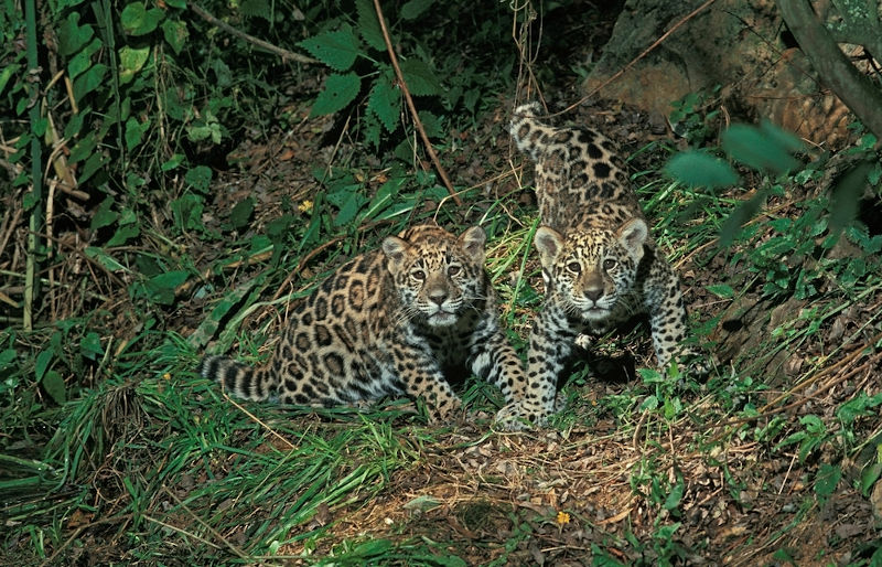 Generalmente, el jaguar tiene dos crías en cada gestación.