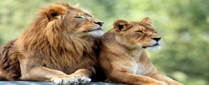 Leão ao lado da leoa