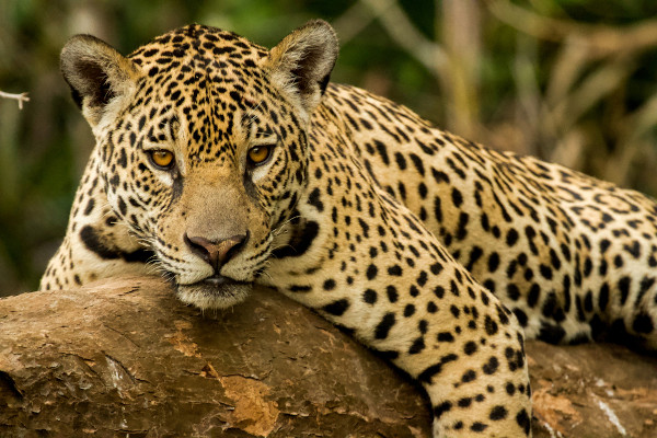 El jaguar tiene un pelaje amarillo dorado con manchas negras.