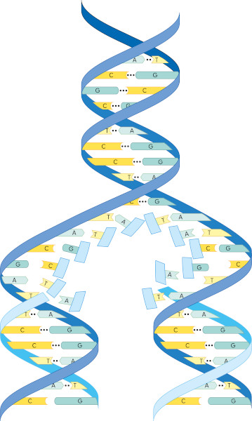 A replicaÃ§Ã£o originarÃ¡ duas molÃ©culas de DNA constituÃ­das por uma fita que pertencia Ã  molÃ©cula original e uma fita recentemente sintetizada.