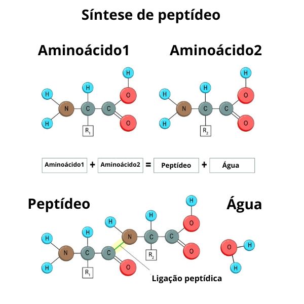 Os peptÃ­deos sÃ£o formados pela uniÃ£o de dois ou mais aminoÃ¡cidos por meio de ligaÃ§Ãµes peptÃ­dicas.