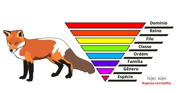 ClassificaÃ§Ã£o biolÃ³gica da espÃ©cie â€œVulpes vulpesâ€, tambÃ©m conhecida como raposa-vermelha.