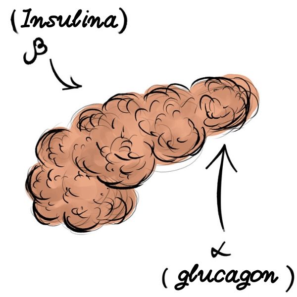 A insulina Ã© produzida pelas cÃ©lulas beta do pÃ¢ncreas, e o glucagon, pelas cÃ©lulas alfa.