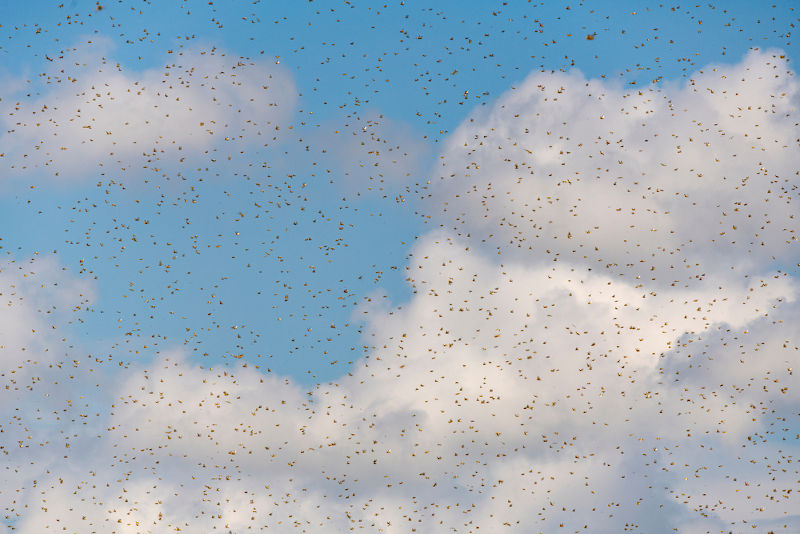 Algunas especies migran en busca de condiciones adecuadas para su reproducción y alimentación, formando las llamadas nubes de langosta.