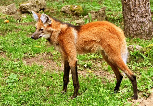 O lobo-guarÃ¡ apresenta coloraÃ§Ã£o laranja-avermelhada, corpo esguio e longas e finas patas.